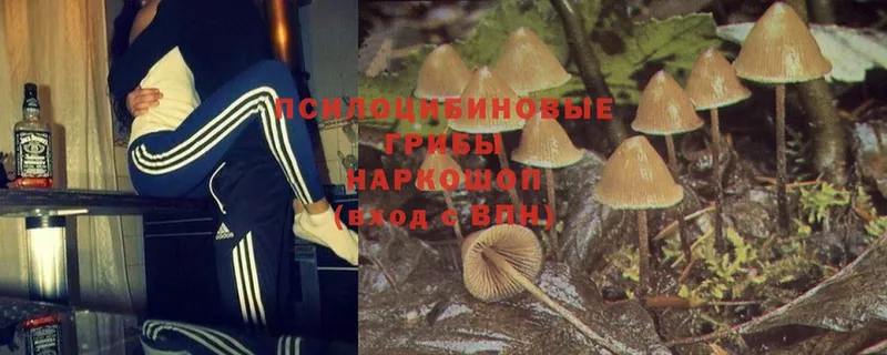 цена   Алатырь  Галлюциногенные грибы MAGIC MUSHROOMS 